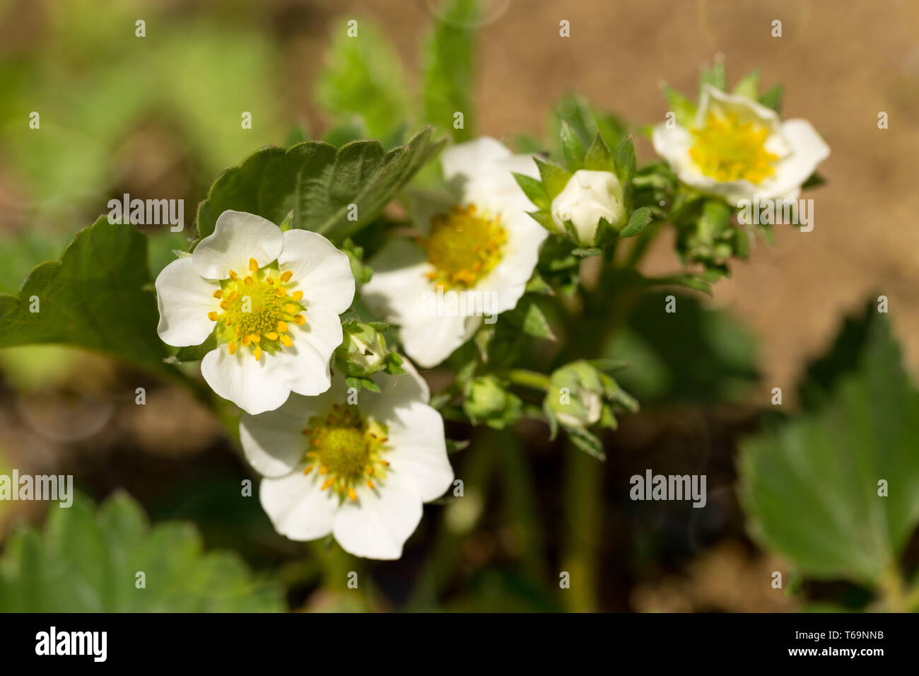Woodland strawberry flowering Stock Photo