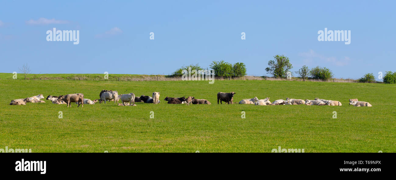 Herd of cows at spring green field Stock Photo - Alamy