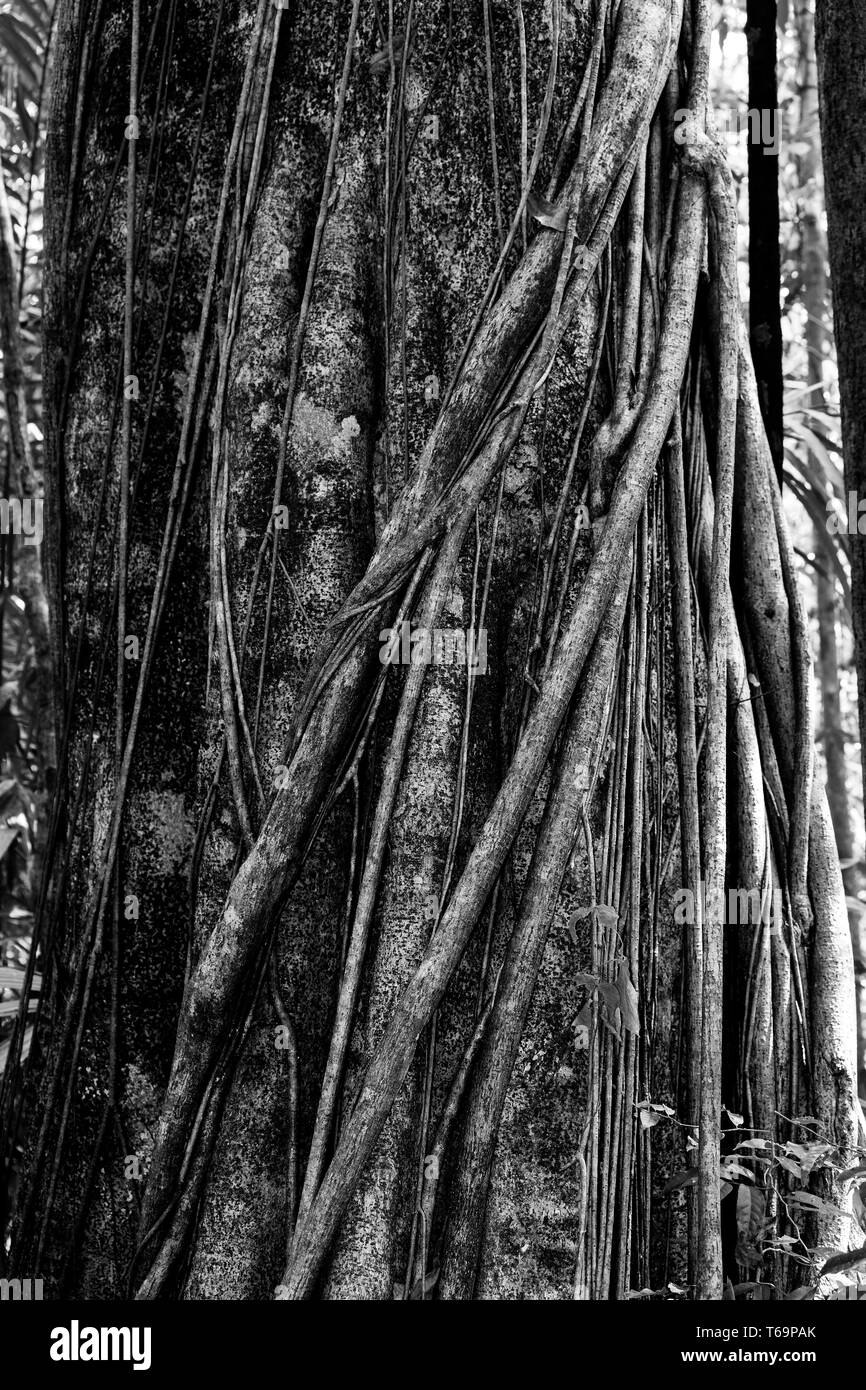 massive tree is buttressed by roots Tangkoko Park Stock Photo