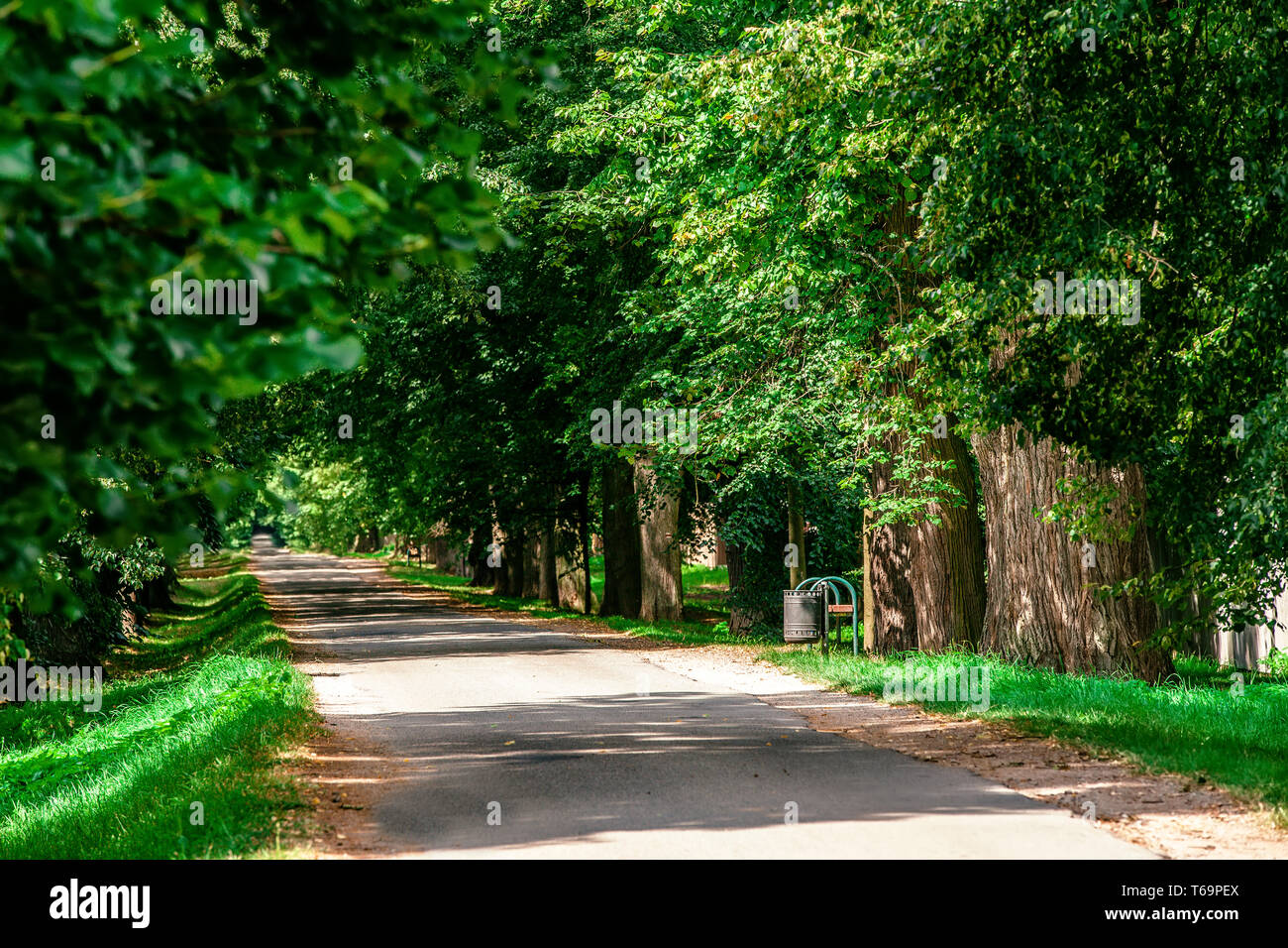 Green summer trees in alley in countryside hi-res stock photography and ...