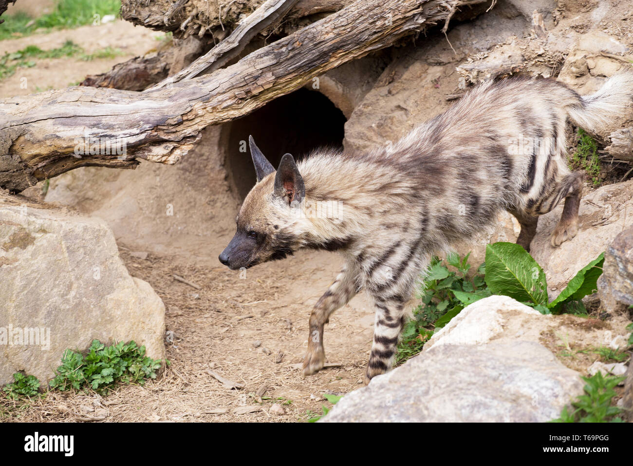 Striped hyena (Hyaena hyaena Stock Photo - Alamy