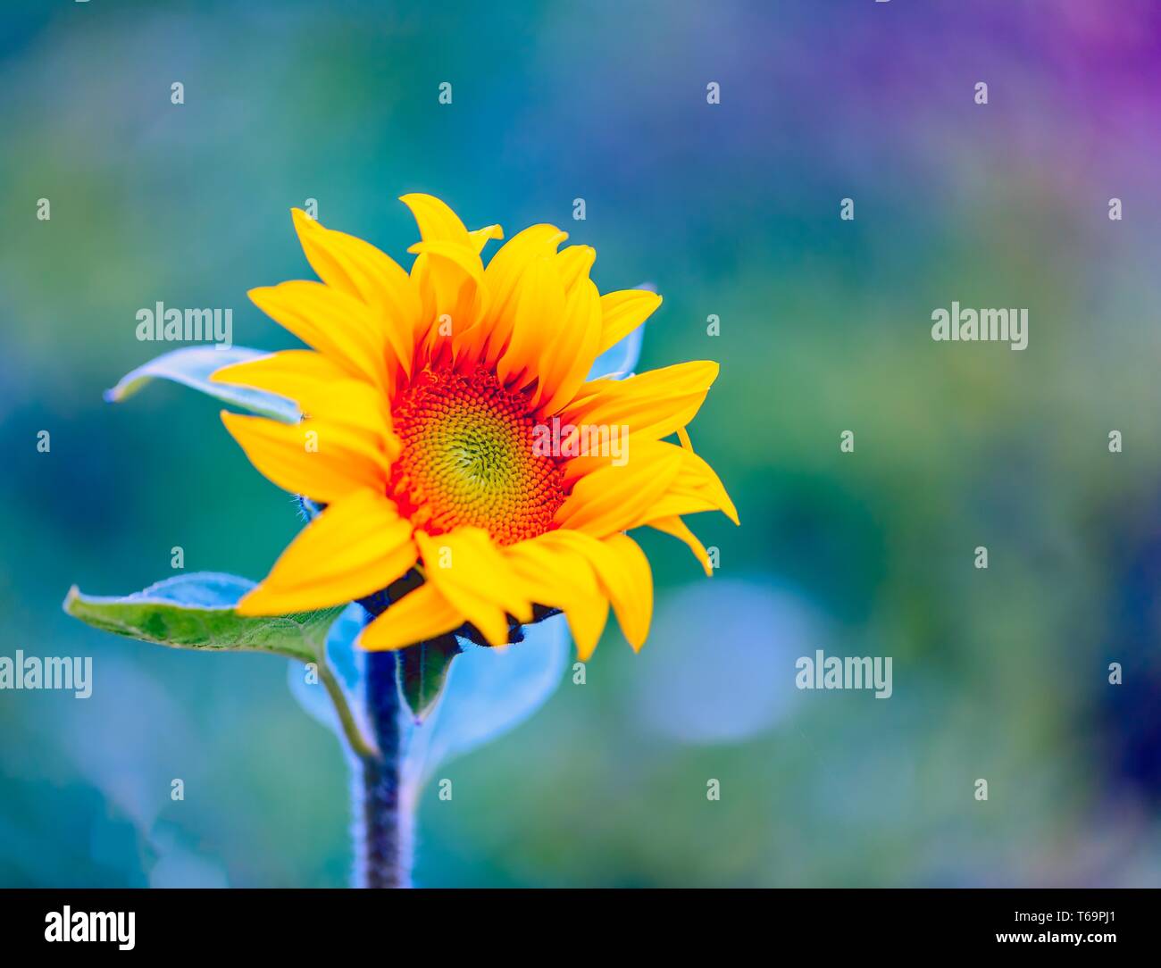 Sunflower nobody hi-res stock photography and images - Alamy