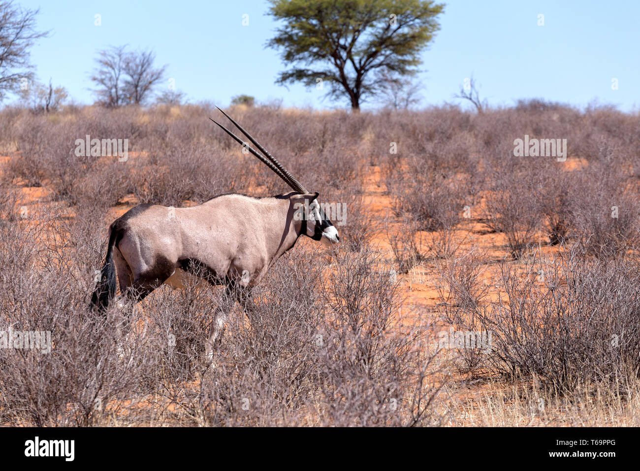 Kgalagadi gemsbok hi-res stock photography and images - Alamy