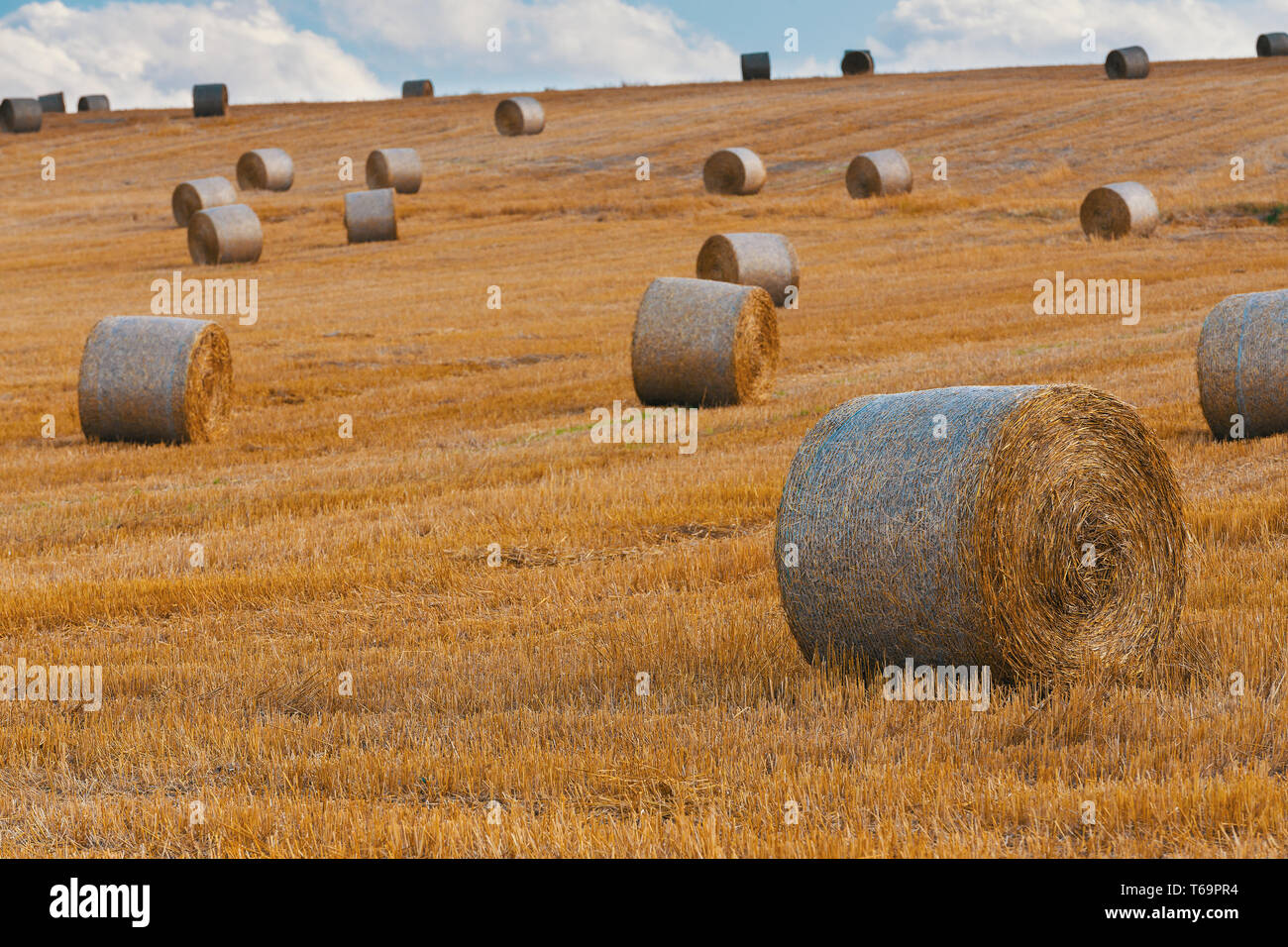 harvested field with straw bales in summer Stock Photo - Alamy
