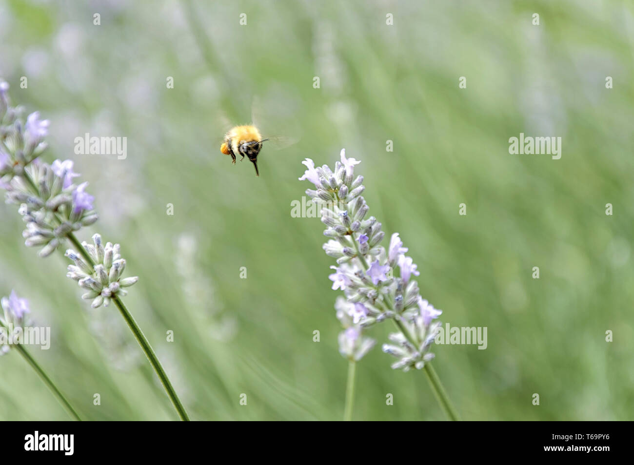 Bumble bee (genus bombus) and lavender Stock Photo