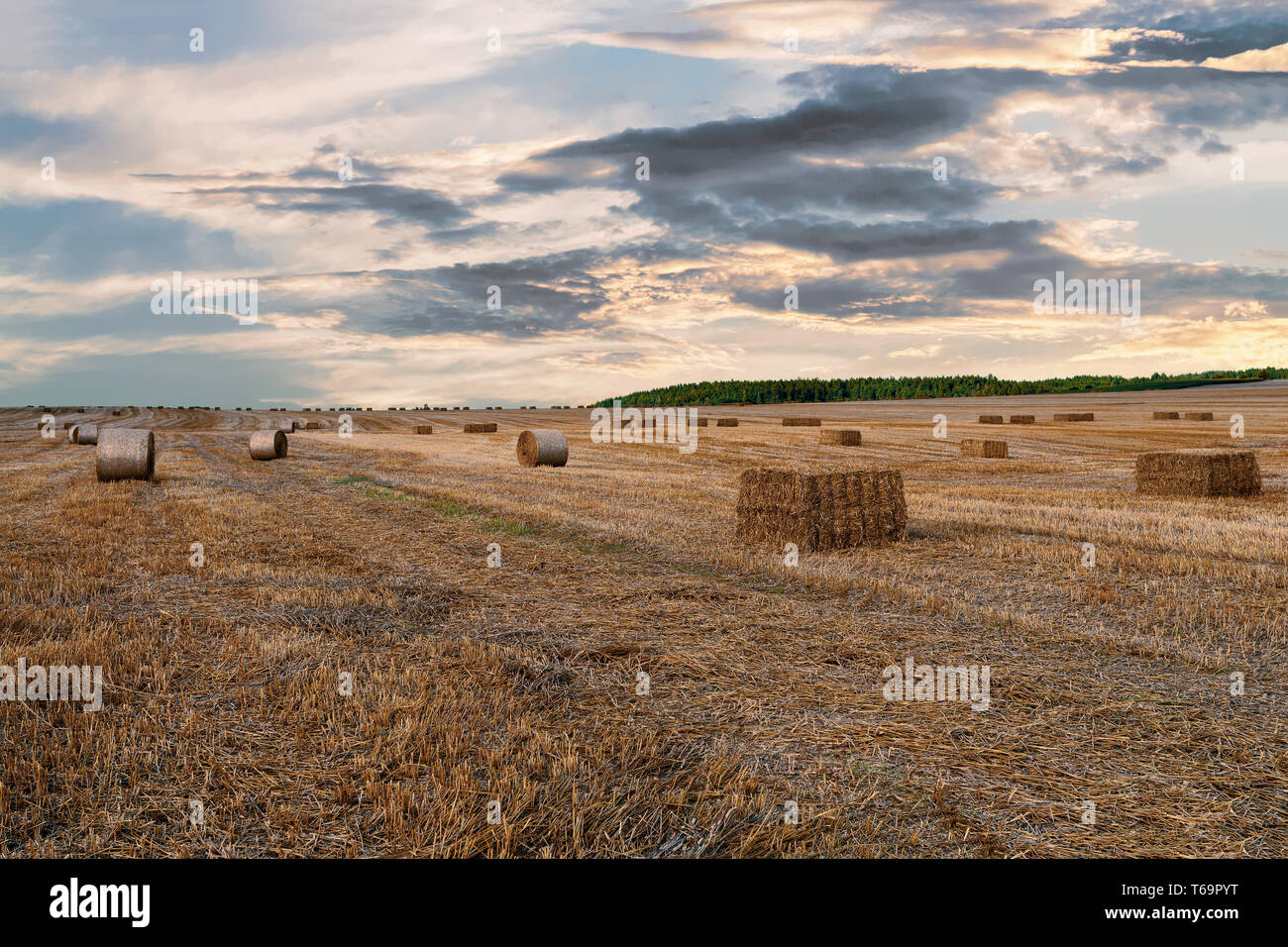 harvested field with straw bales in summer Stock Photo - Alamy