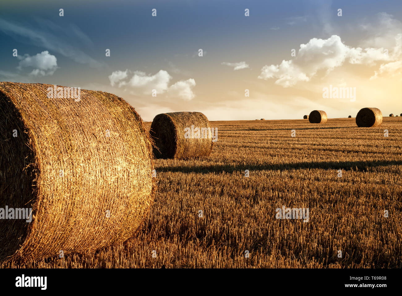 harvested field with straw bales in summer Stock Photo - Alamy