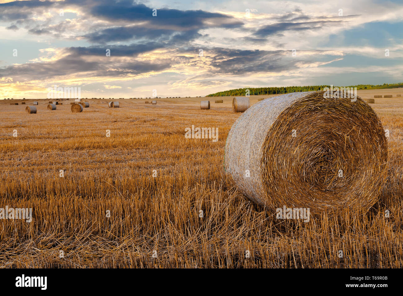 harvested field with straw bales in summer Stock Photo - Alamy