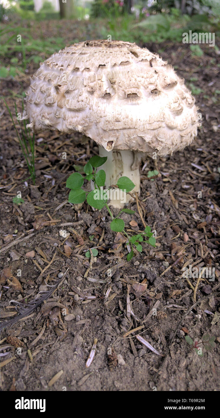 Shaggy parasol (mushroom), Macrolepiota rhacodes Stock Photo
