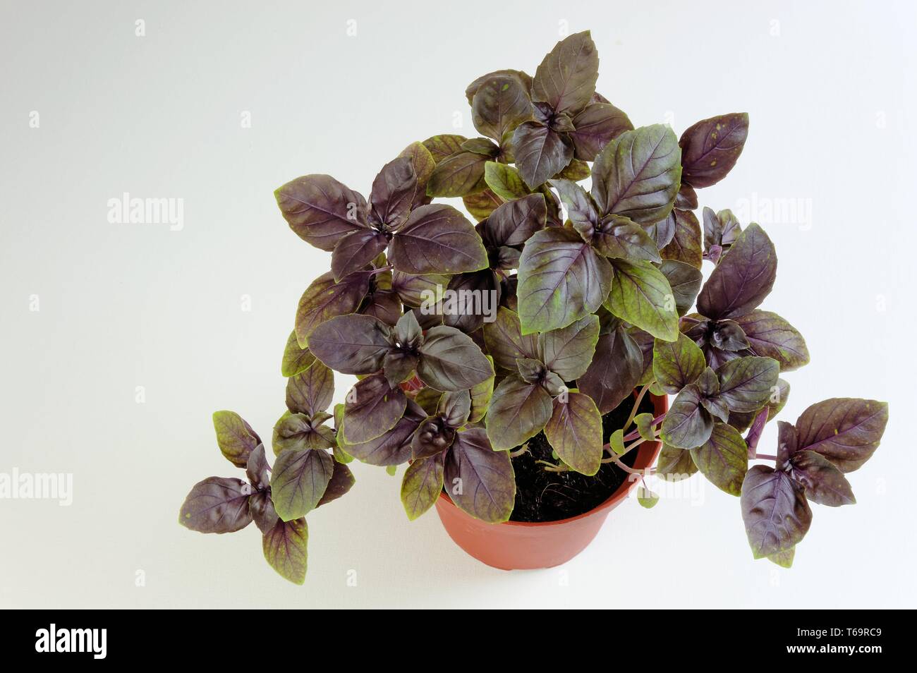 Basil Red Genoveser (Ocimum basilicum) Stock Photo