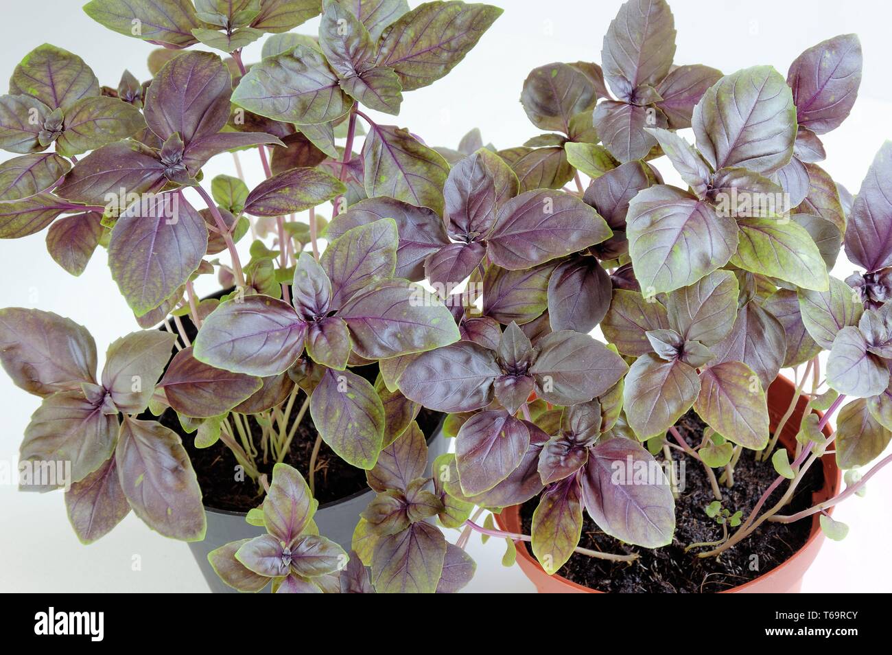 Basil Red Genoveser (Ocimum basilicum) Stock Photo