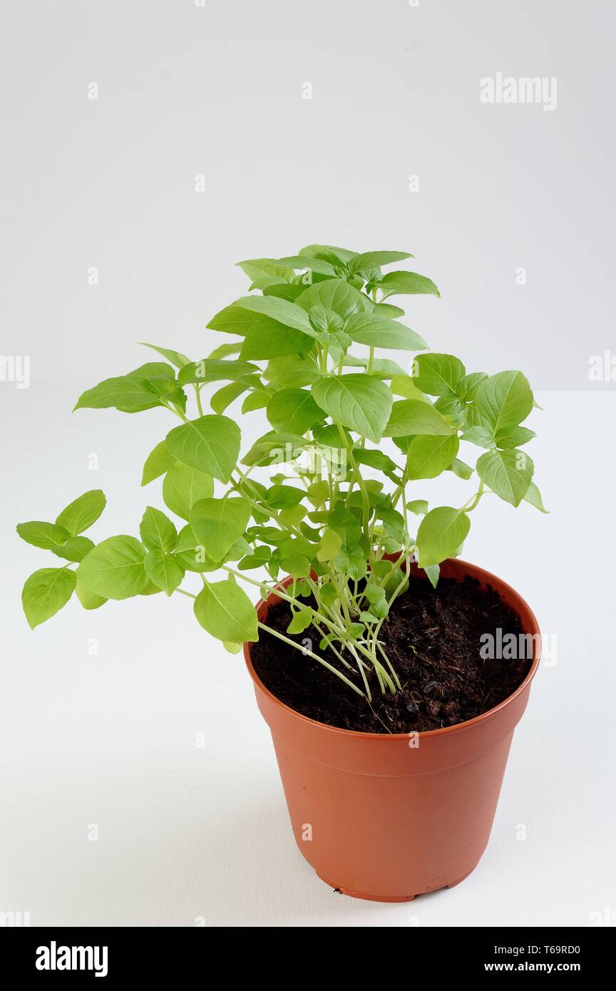 Basil (Ocimum species) Stock Photo