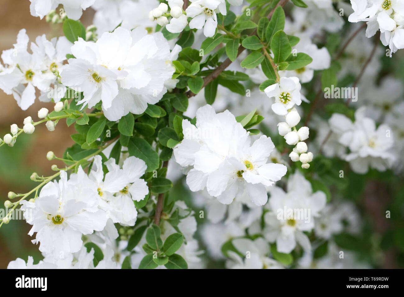 Exochorda x macrantha 'The Bride' flowers. Stock Photo