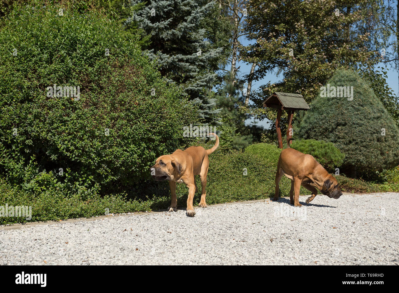 Two Female Of Fila Brasileiro Brazilian Mastiff Stock Photo Alamy   Two Female Of Fila Brasileiro Brazilian Mastiff T69RHD 