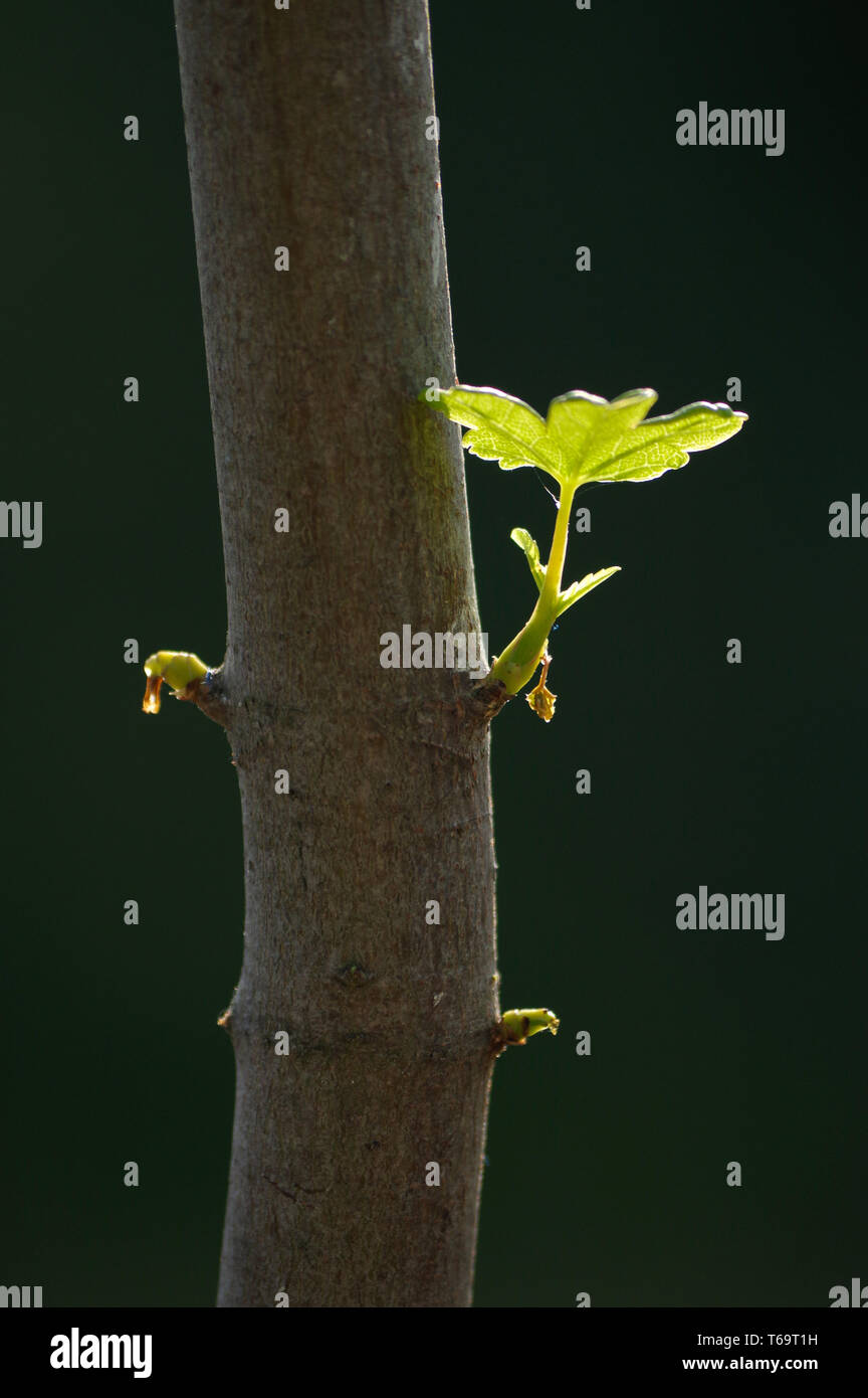 New leaves growing on tree hires stock photography and images Alamy