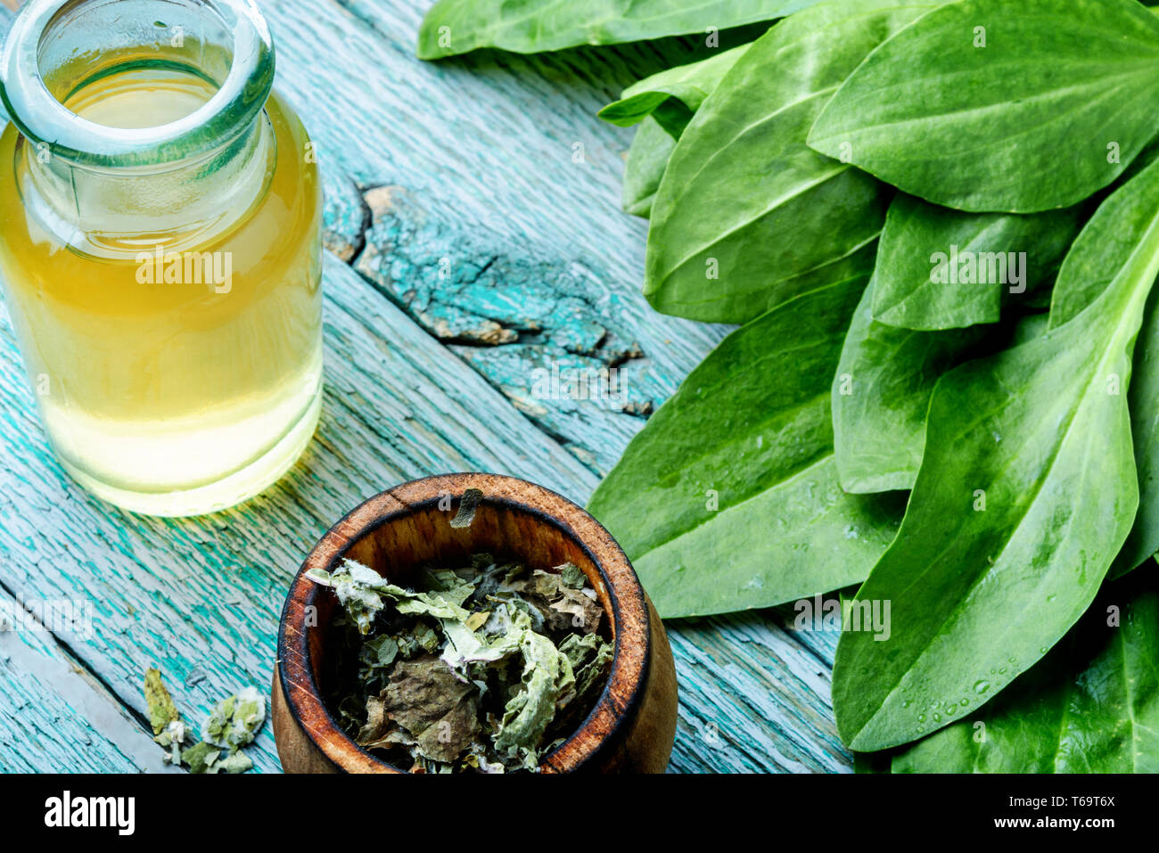 Leaf of greater plantain.Healing herbs.Leaves of a plantain Stock Photo