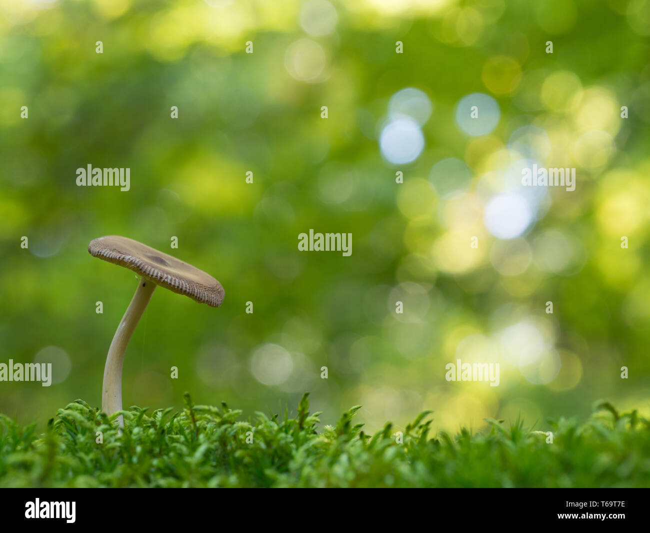Small mushroom in moss against green background Stock Photo
