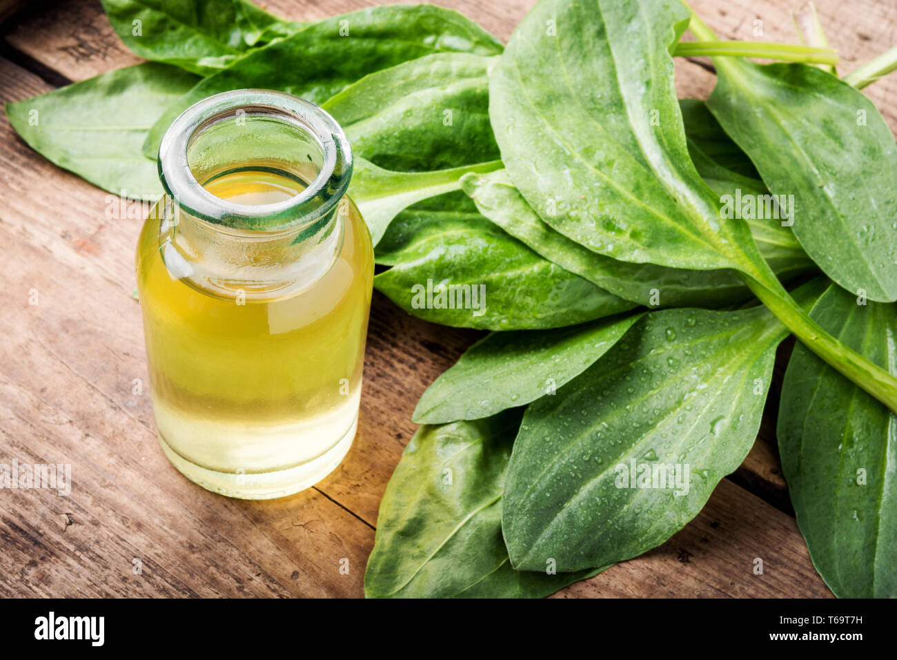 Leaf of greater plantain.Healing herbs.Leaves of a plantain Stock Photo