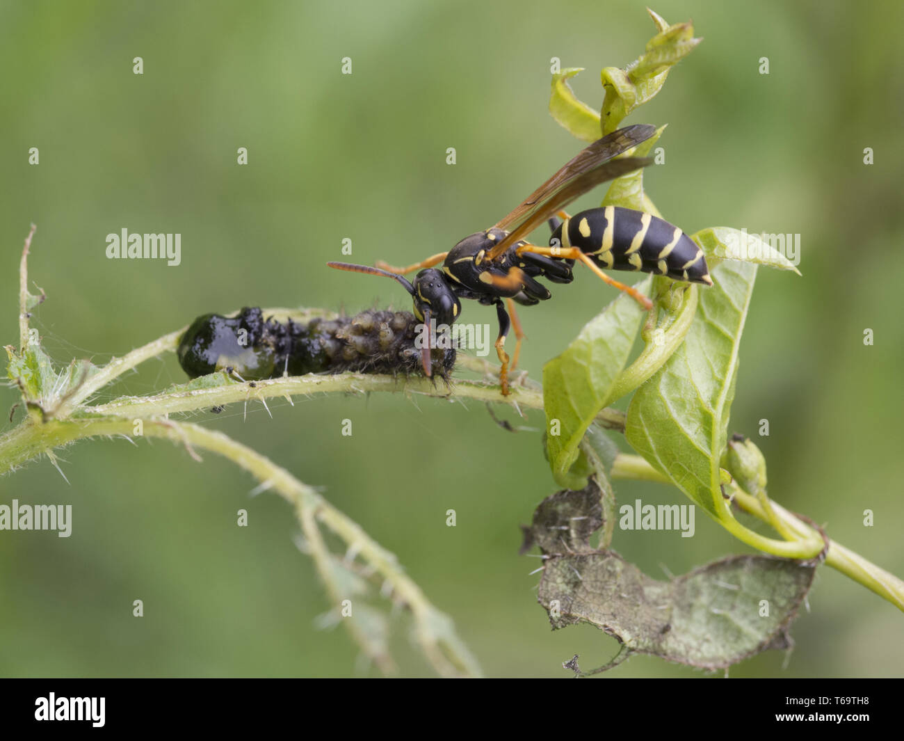 Wasps, Polistes biglumis Stock Photo
