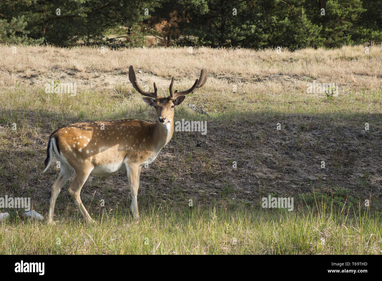 Fallow deer, Dama dama Stock Photo