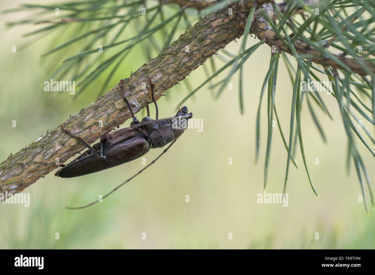 Longhorn beetle on a tree branch, Ergates faber Stock Photo