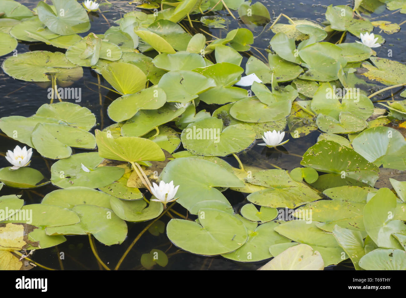 White lotus, Nymphaea alba Stock Photo
