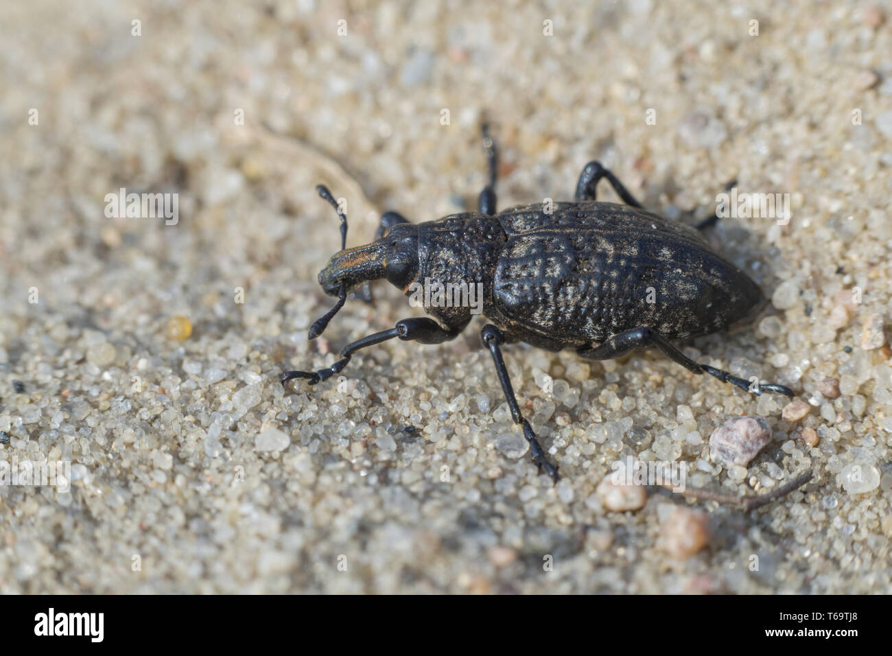 True weevil, Coniocleonus hollbergi Stock Photo