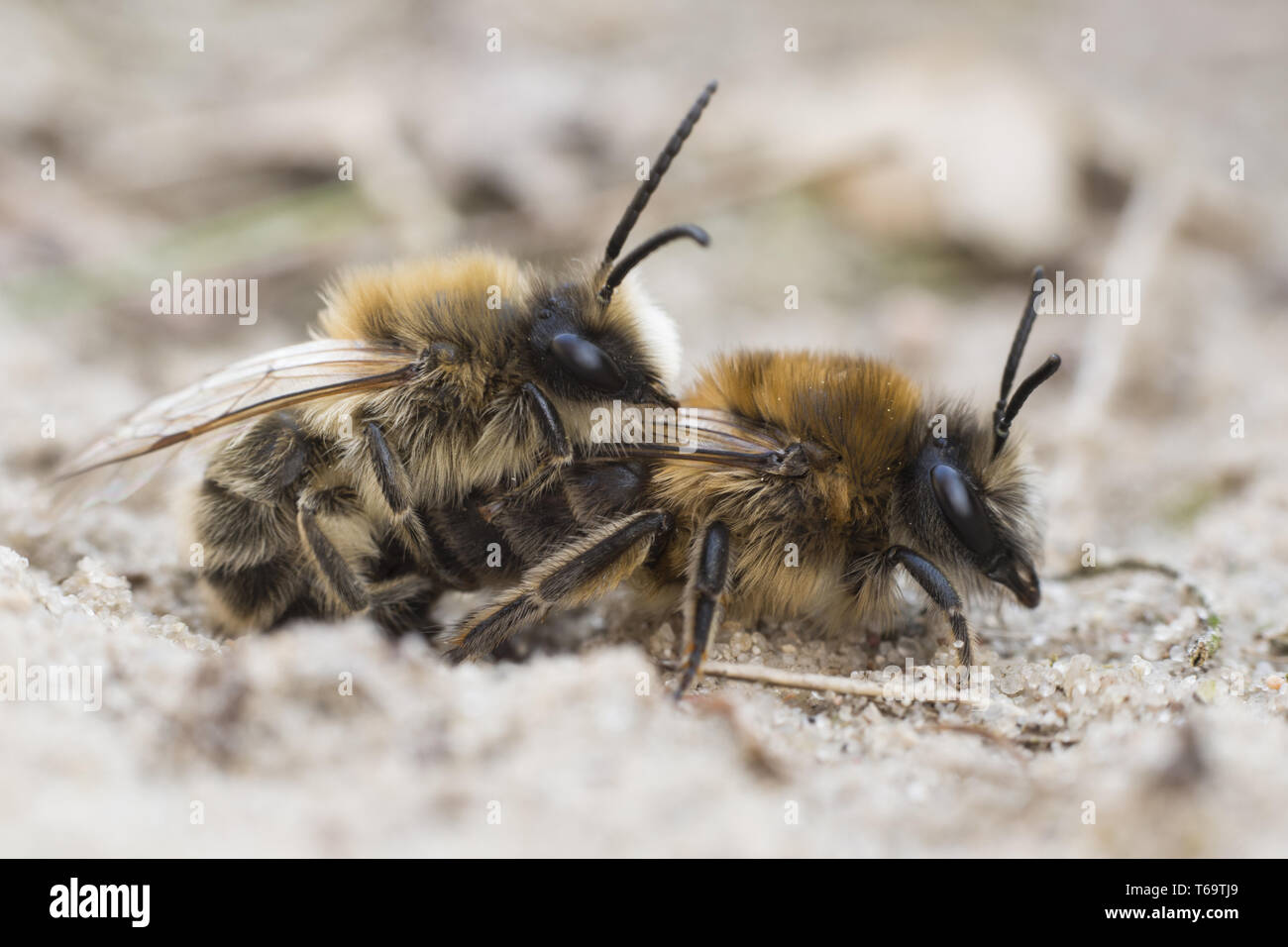 Mining bee, Andrena barbilabris Stock Photo