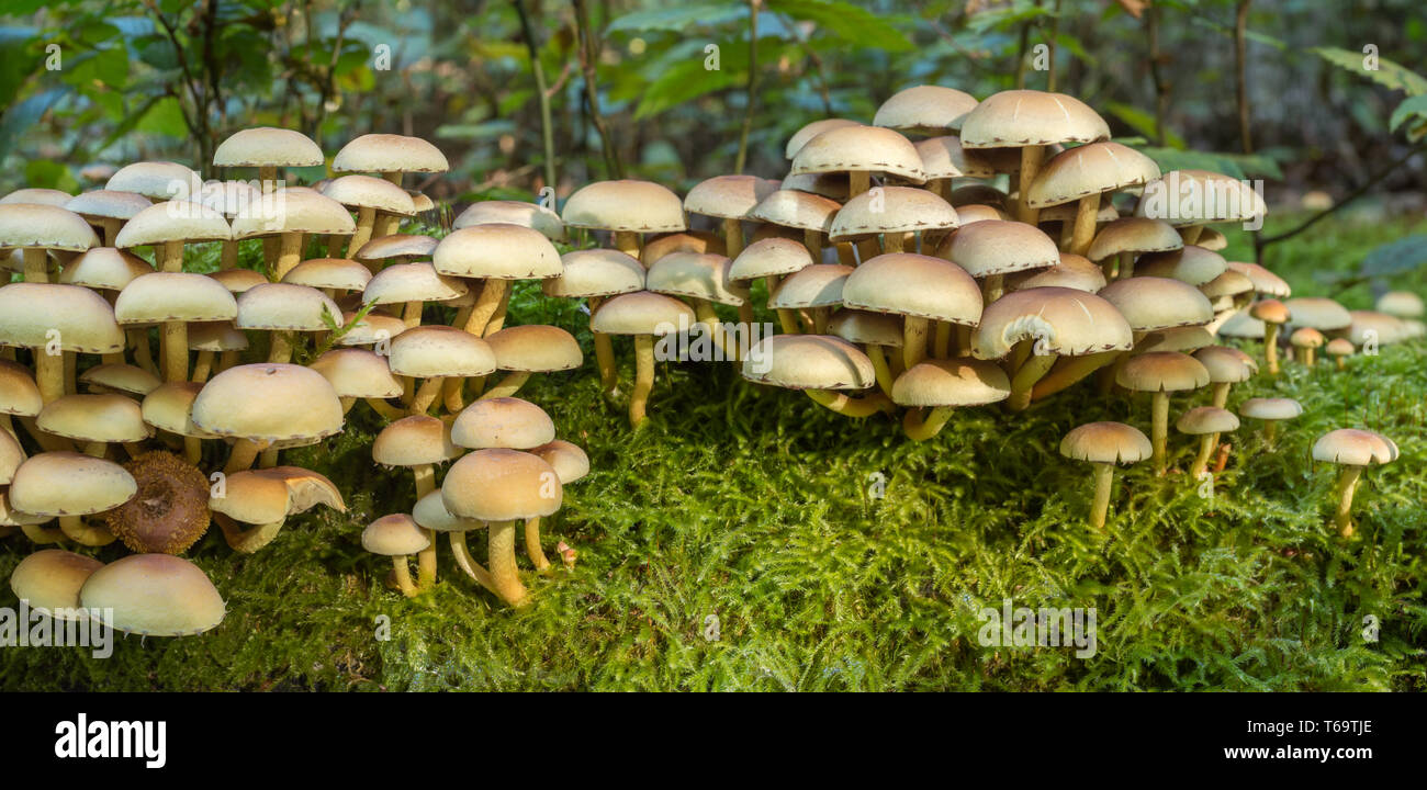 Honey fungus, Armillaria Stock Photo