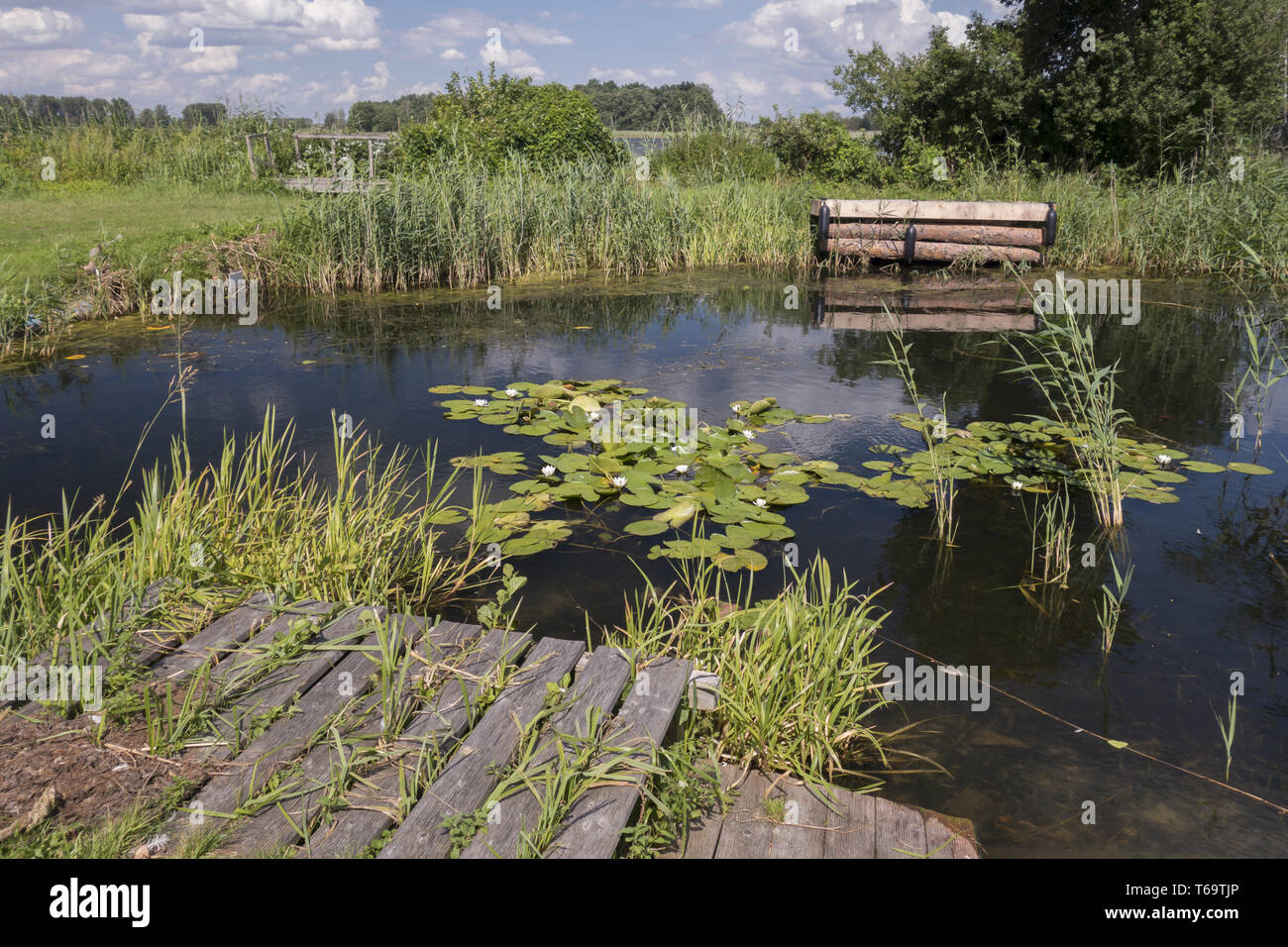 Pond with water lilies Stock Photo