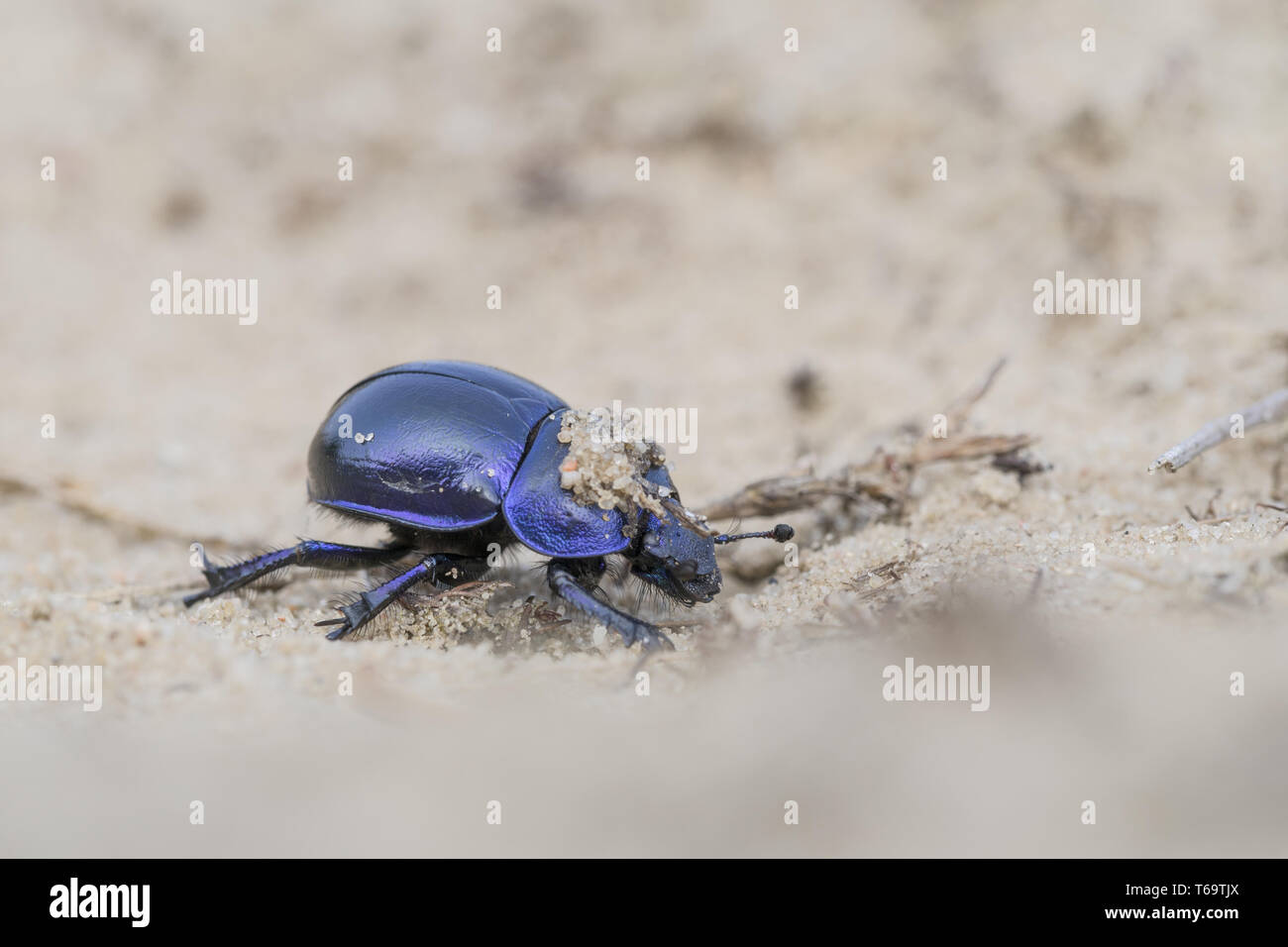 Earth-boring dung beetle, Trypocopris vernalis Stock Photo
