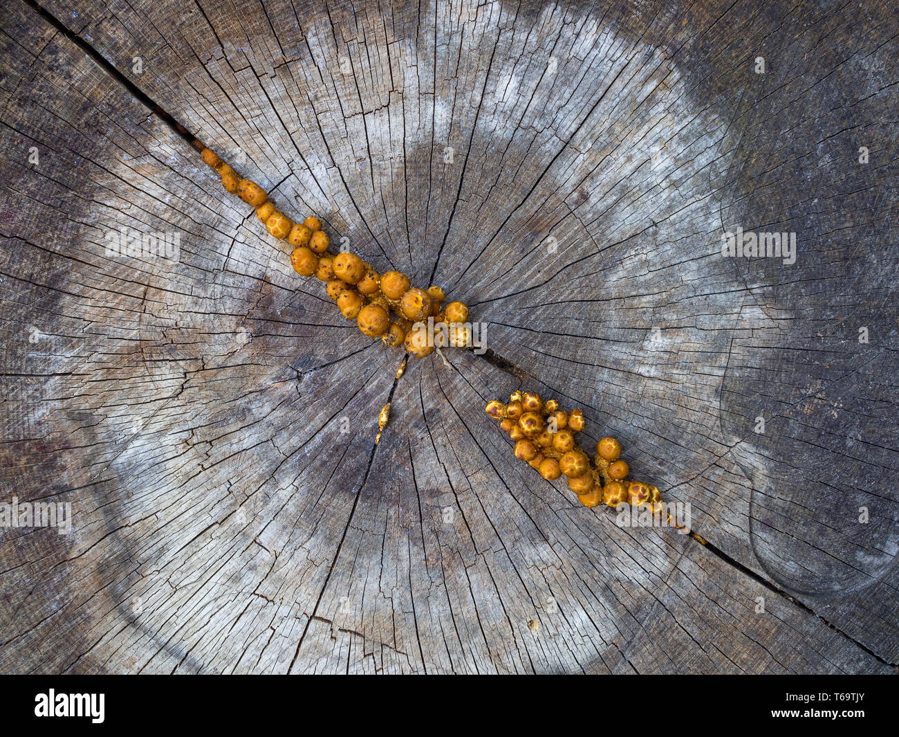 Honey fungus, Armillaria Stock Photo