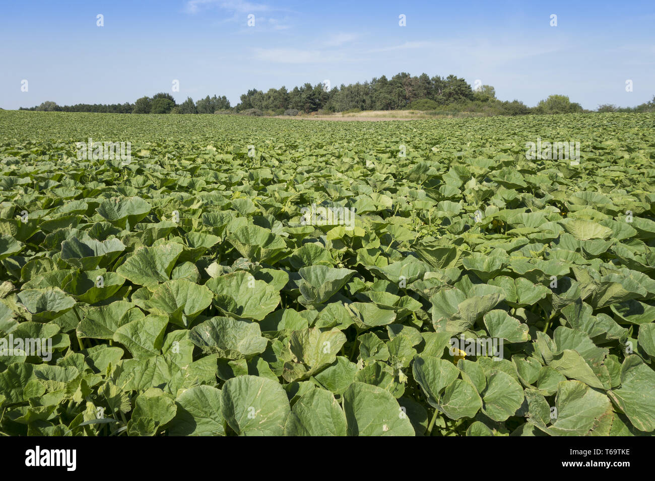 Pumpkins in a field Stock Photo