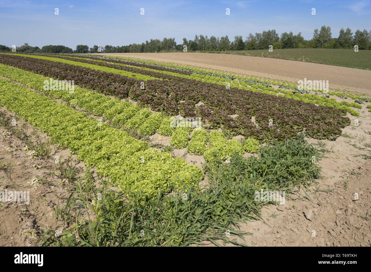 Salad on a field Stock Photo