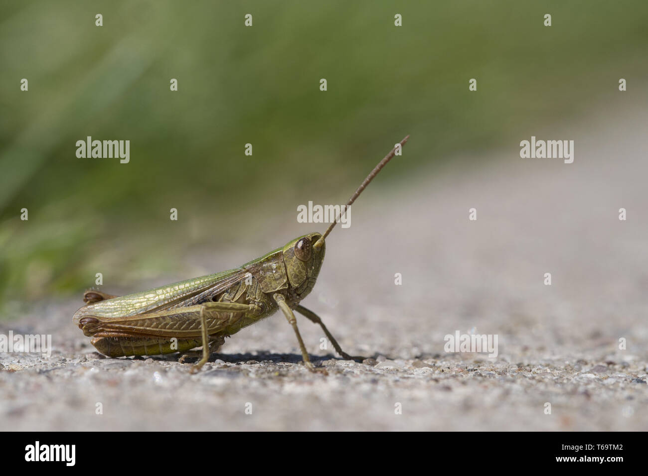 Grasshopper on the Road, Chorthippus dorsatus Stock Photo