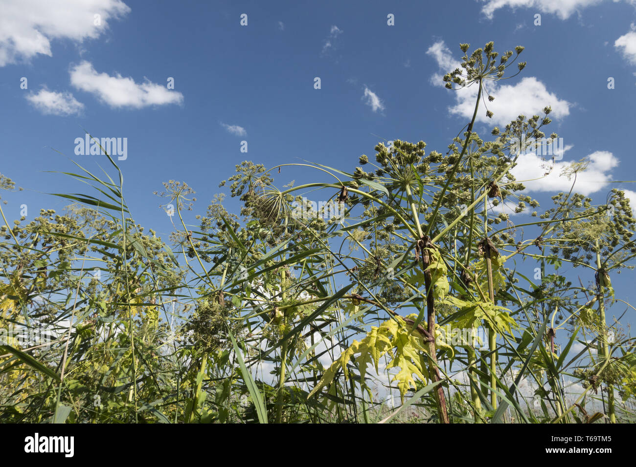 giant hogweed, Heracleum mantegazzianum Stock Photo