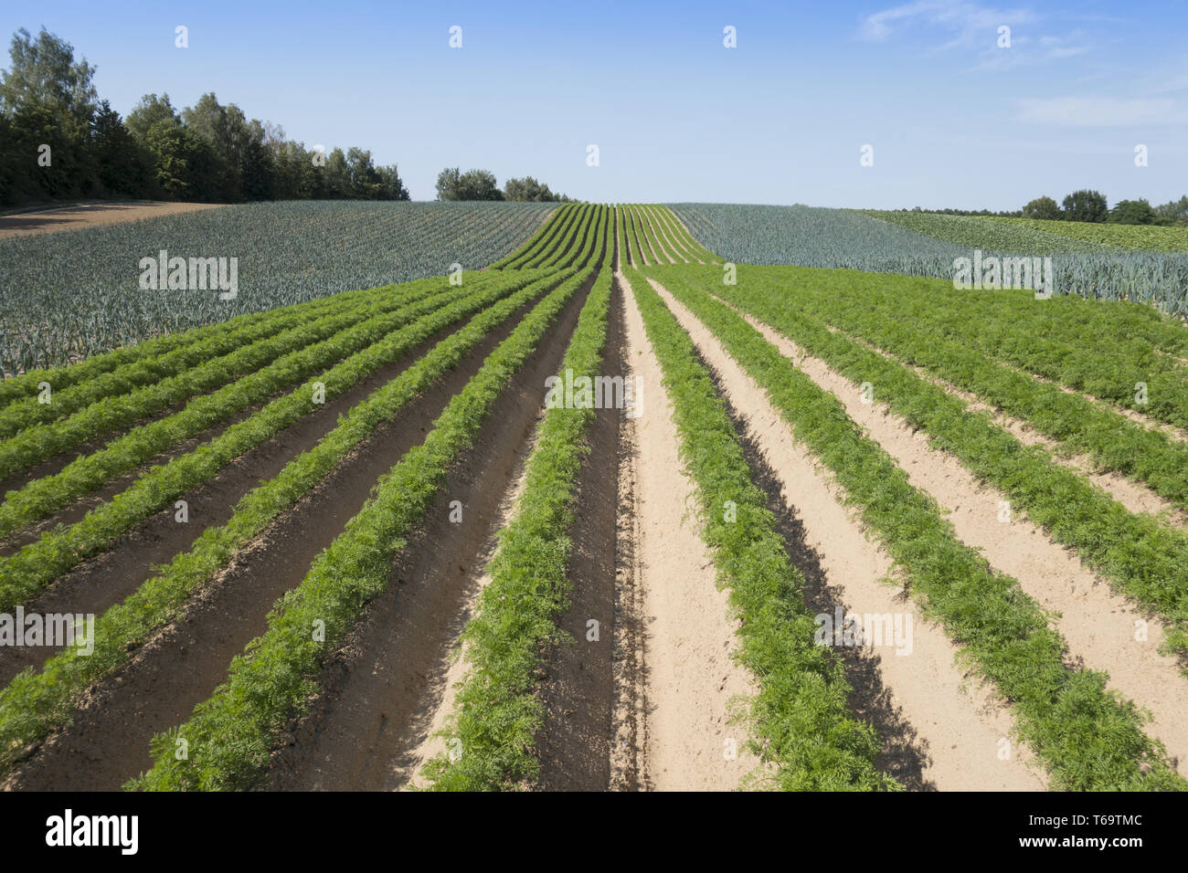 Carrots on a field Stock Photo