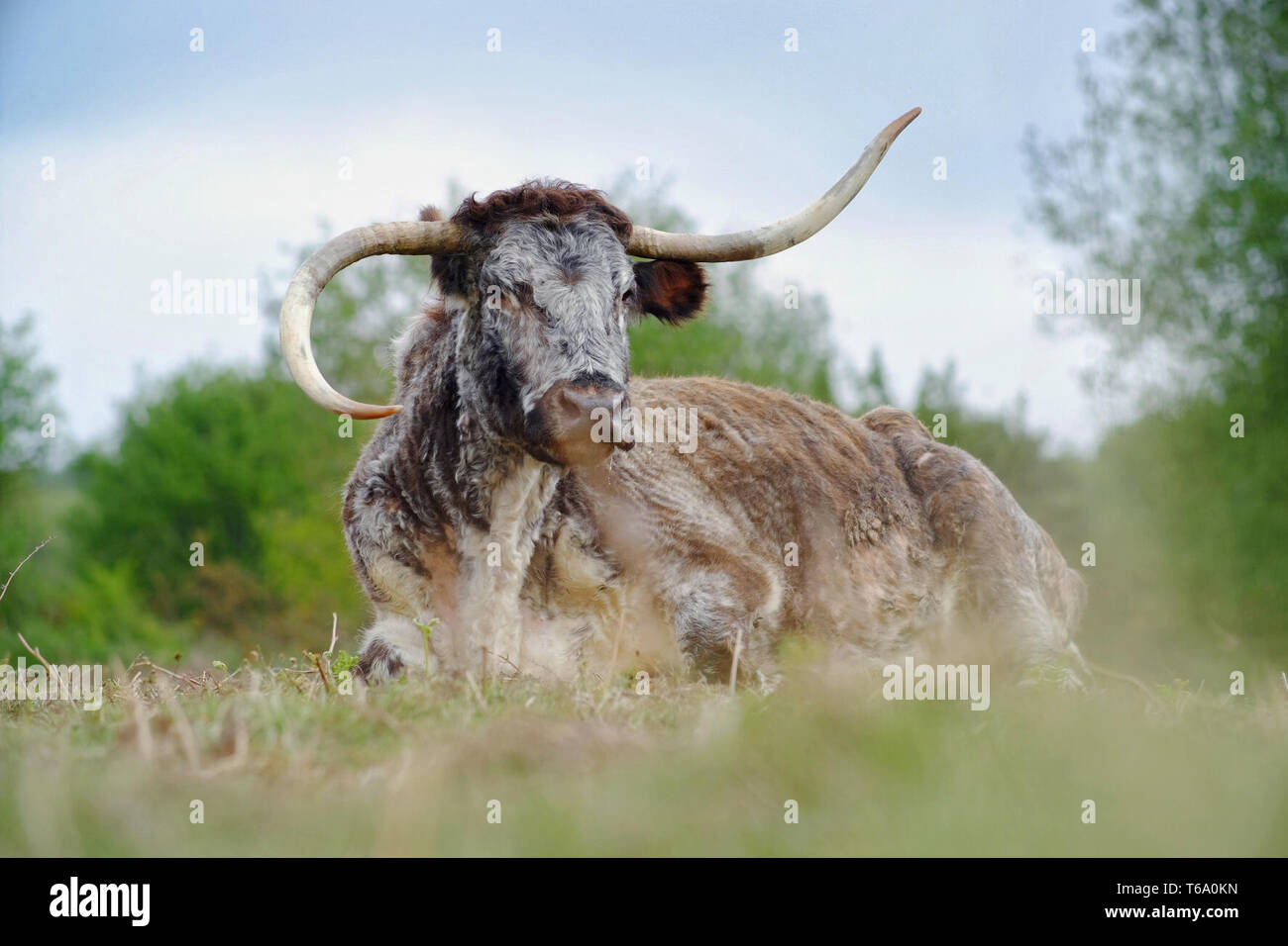 English longhorn cattle grazing on Chailey Common nature reserve. Stock Photo