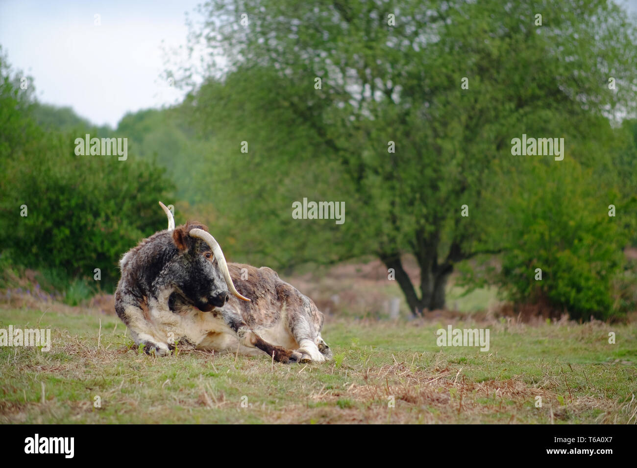 English longhorn cattle grazing on Chailey Common nature reserve. Stock Photo