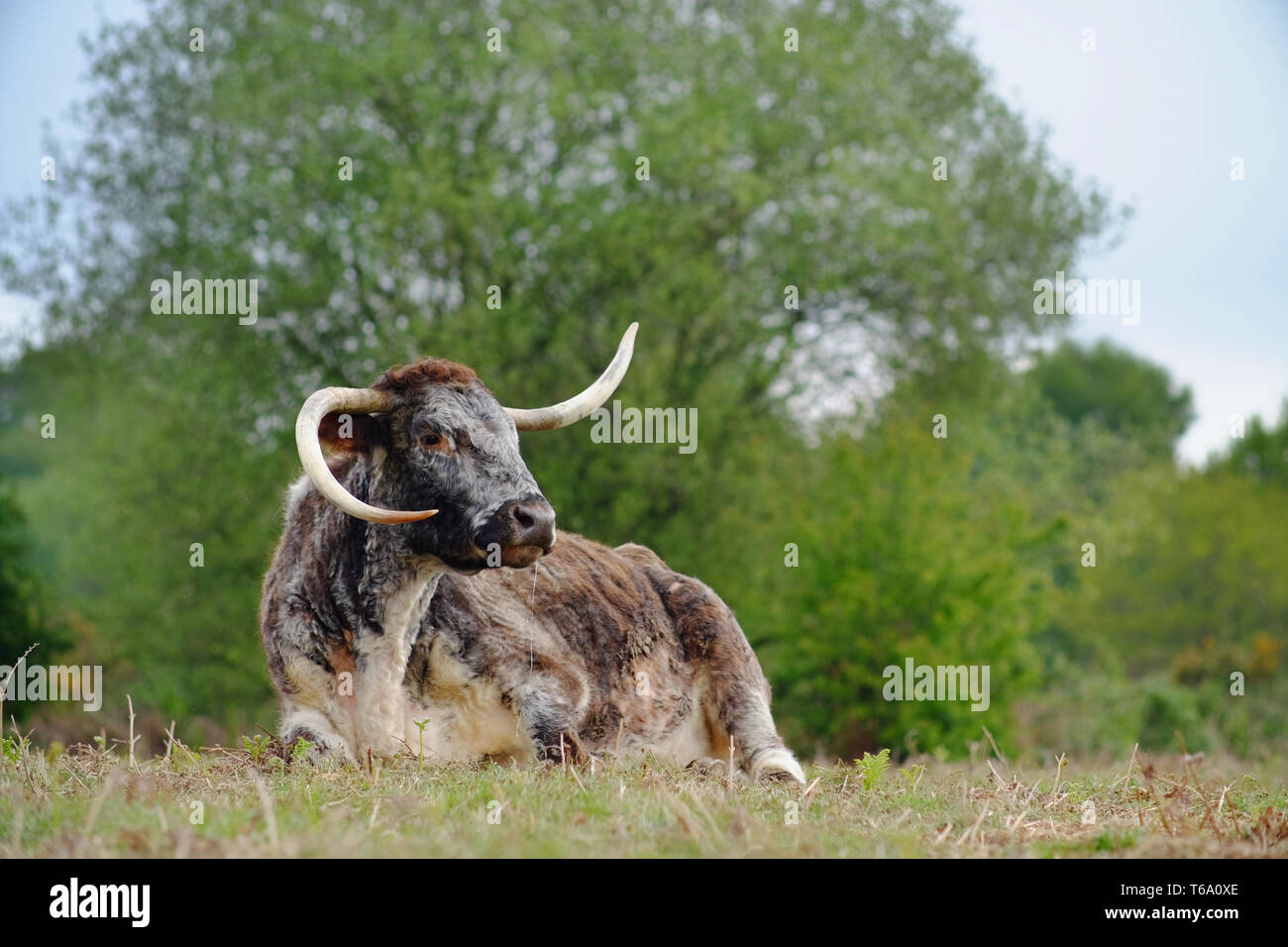 English longhorn cattle grazing on Chailey Common nature reserve. Stock Photo