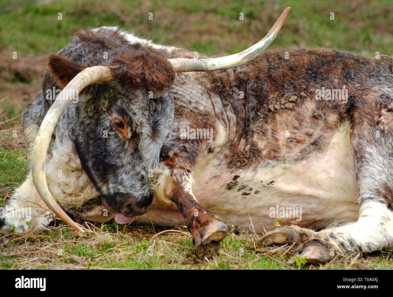 English longhorn cattle grazing on Chailey Common nature reserve. Stock Photo