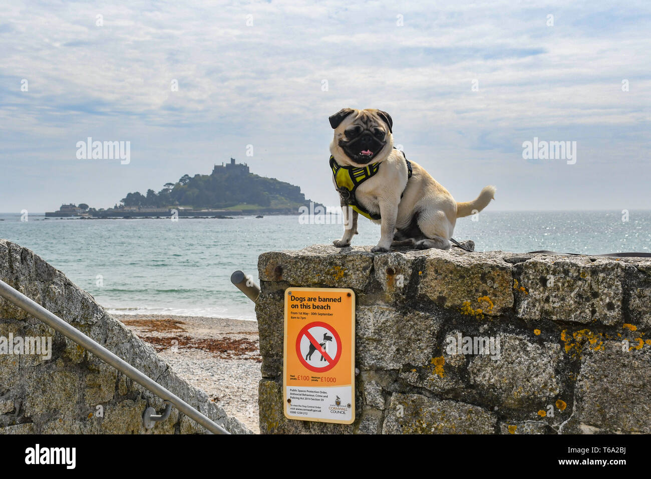 Are Dogs Allowed At Michaels