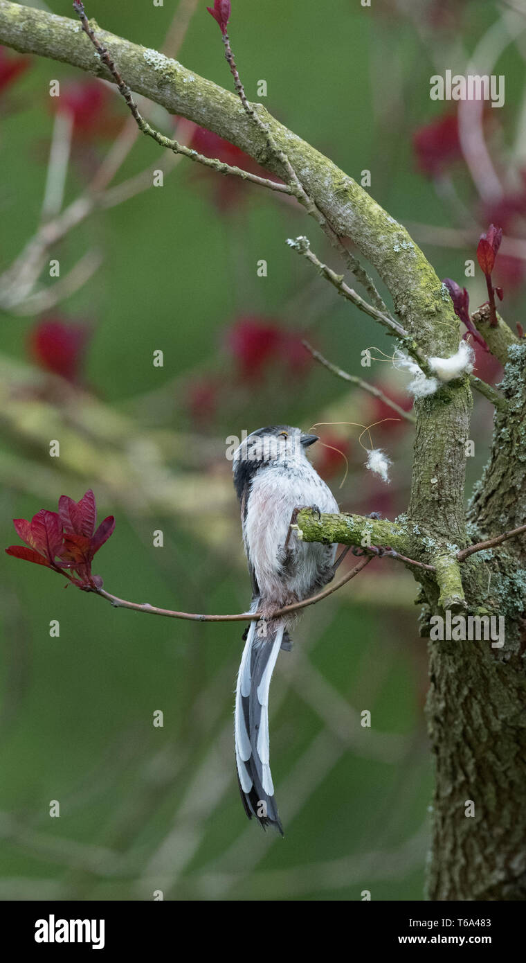 long-tailed-tit-collect-nesting-material-stock-photo-alamy