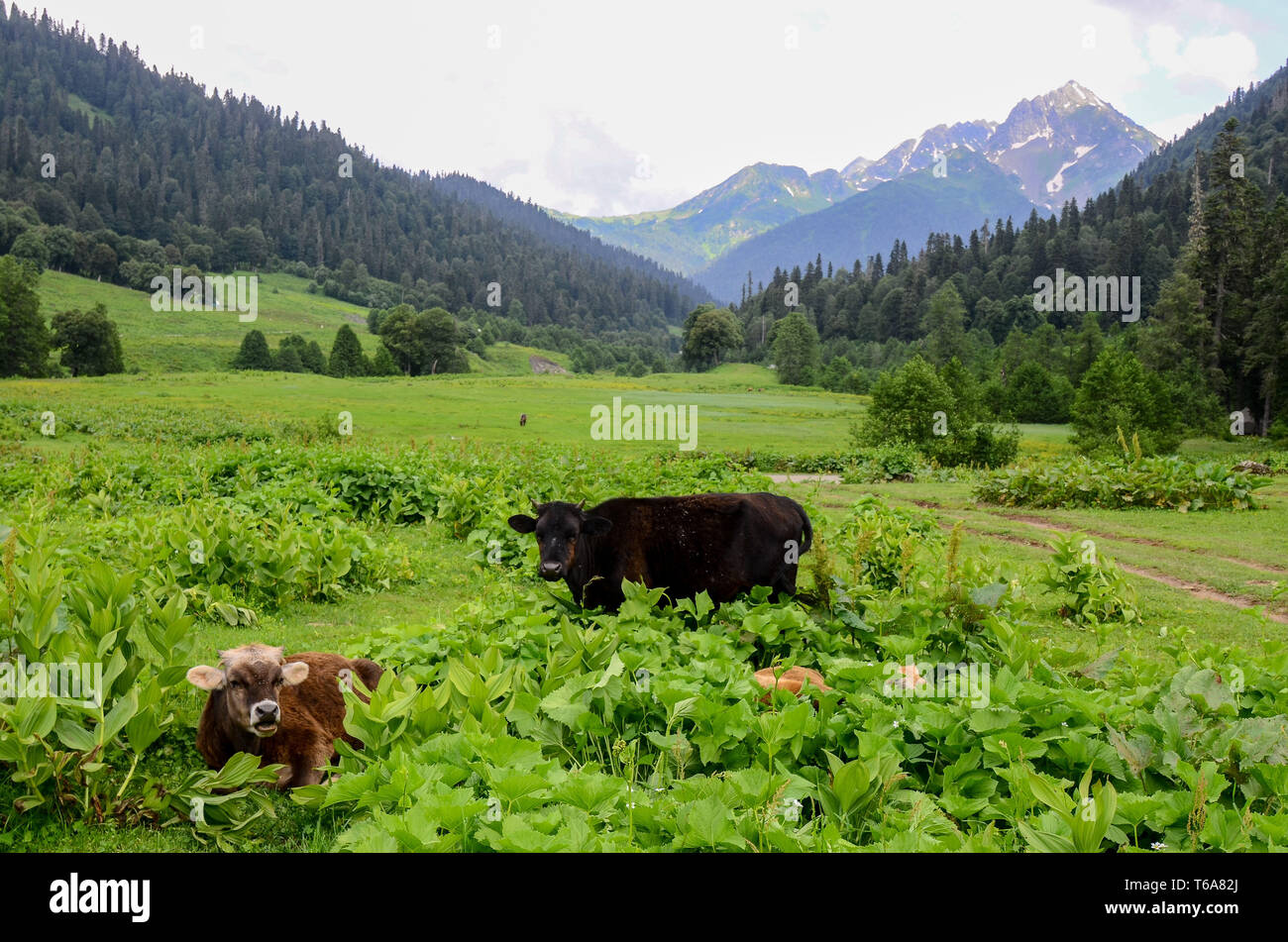 Abkhazia, Abkhazia. 1st May, 2019. Cows graze in a meadow in the mountains of Abkhazia. Credit: Demian Stringer/ZUMA Wire/Alamy Live News Stock Photo