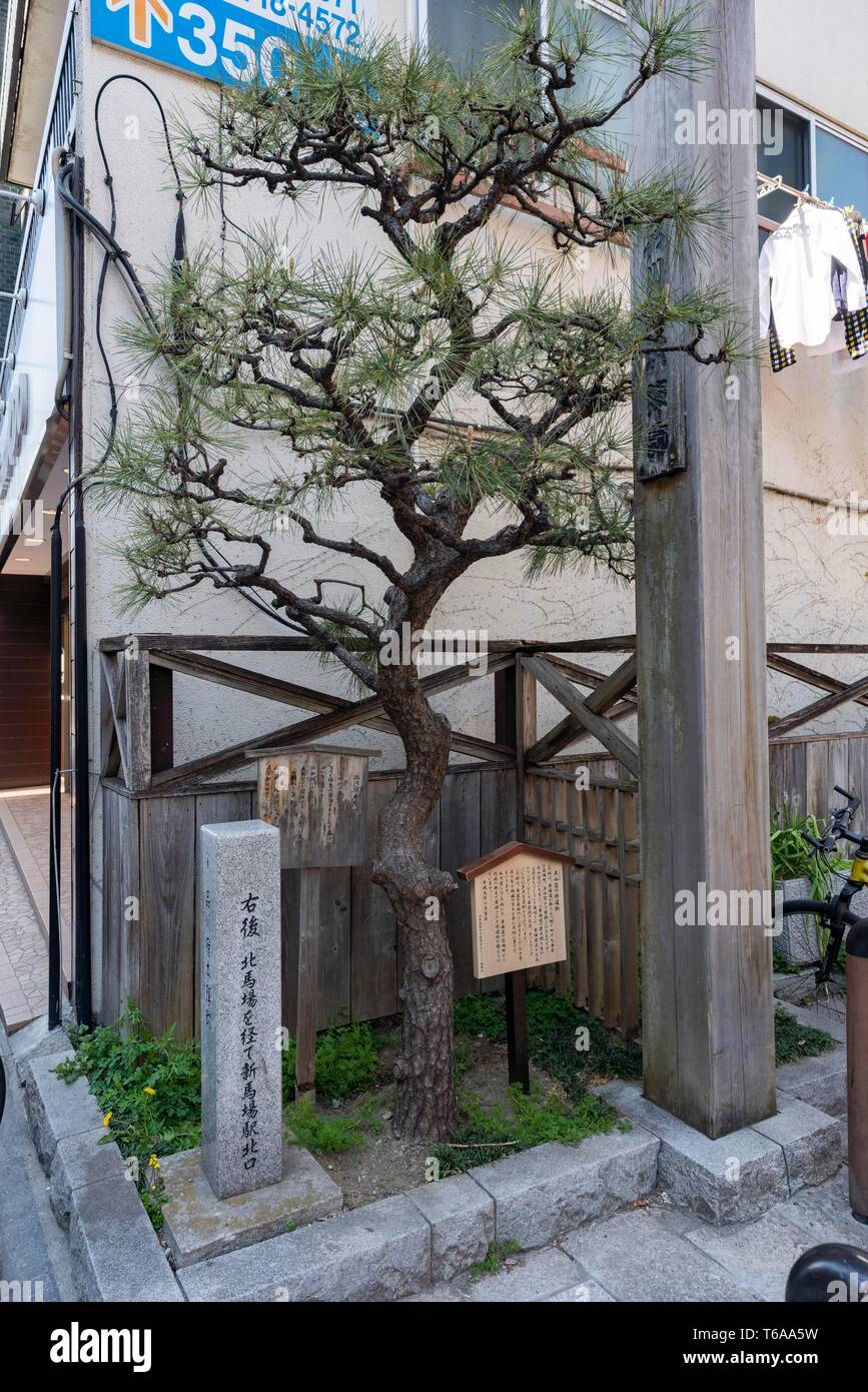Pine tree of Tuchiyama-shuku, Seiseki Park, Kita-Shinagawa Shotengai ...