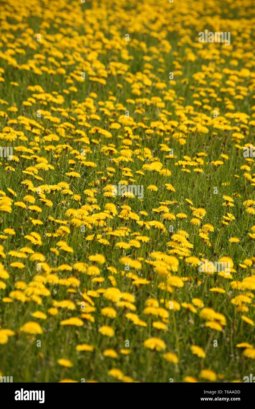 Dandelion, Taraxacum officinale, Germany, Europe Stock Photo
