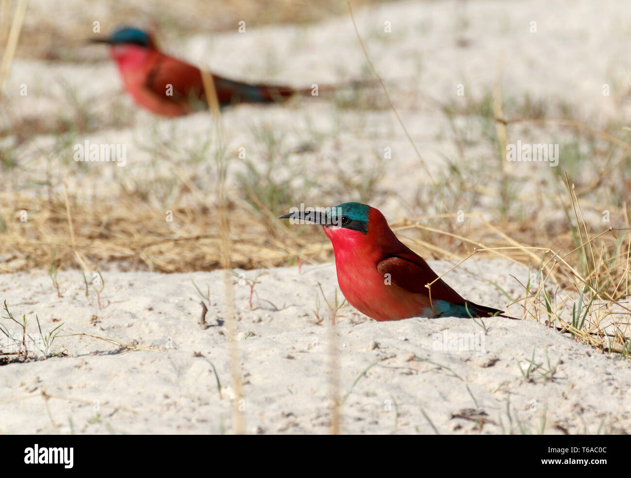 large nesting colony of Nothern Carmine Bee-eater Stock Photo