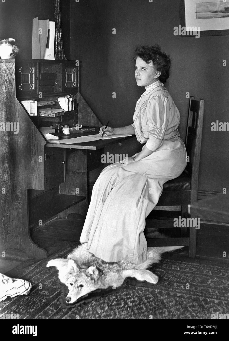 A young woman writes a letter at her desk while her feet rest on the hide of a coyote, ca. 1910. Stock Photo