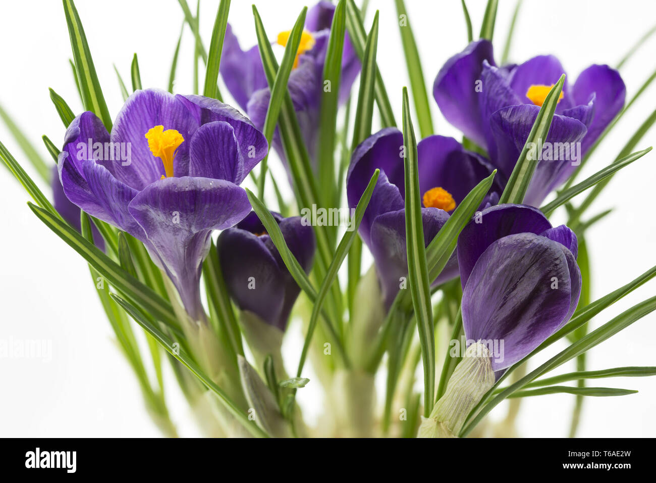 Crocus vernus, Spring crocus Stock Photo - Alamy
