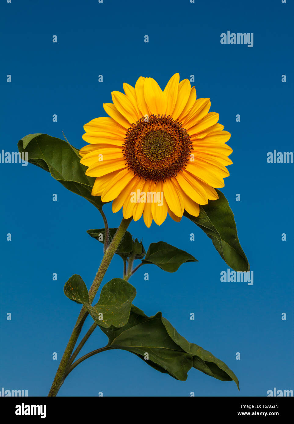 Sunflowers Stock Photo